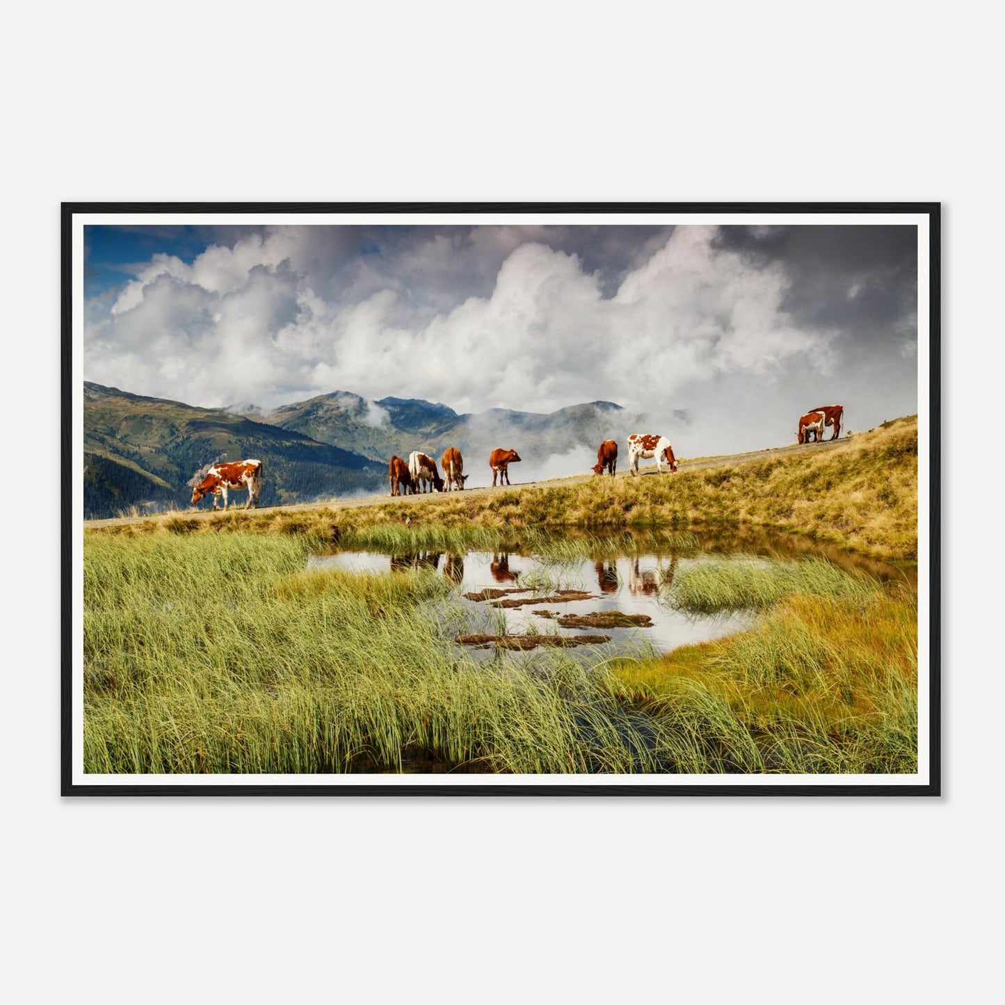 Herd of cows in lush alpine field at Resterhöhe framed print