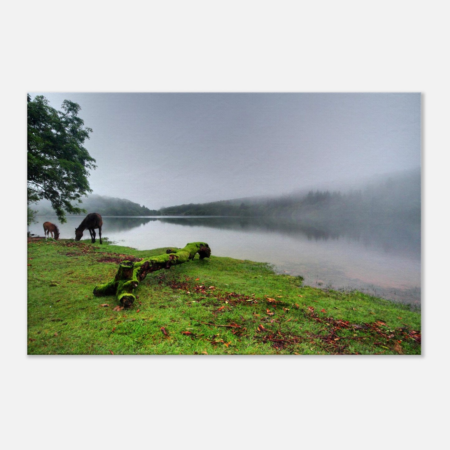Mist over Burrator Reservoir with silhouetted trees and tranquil water