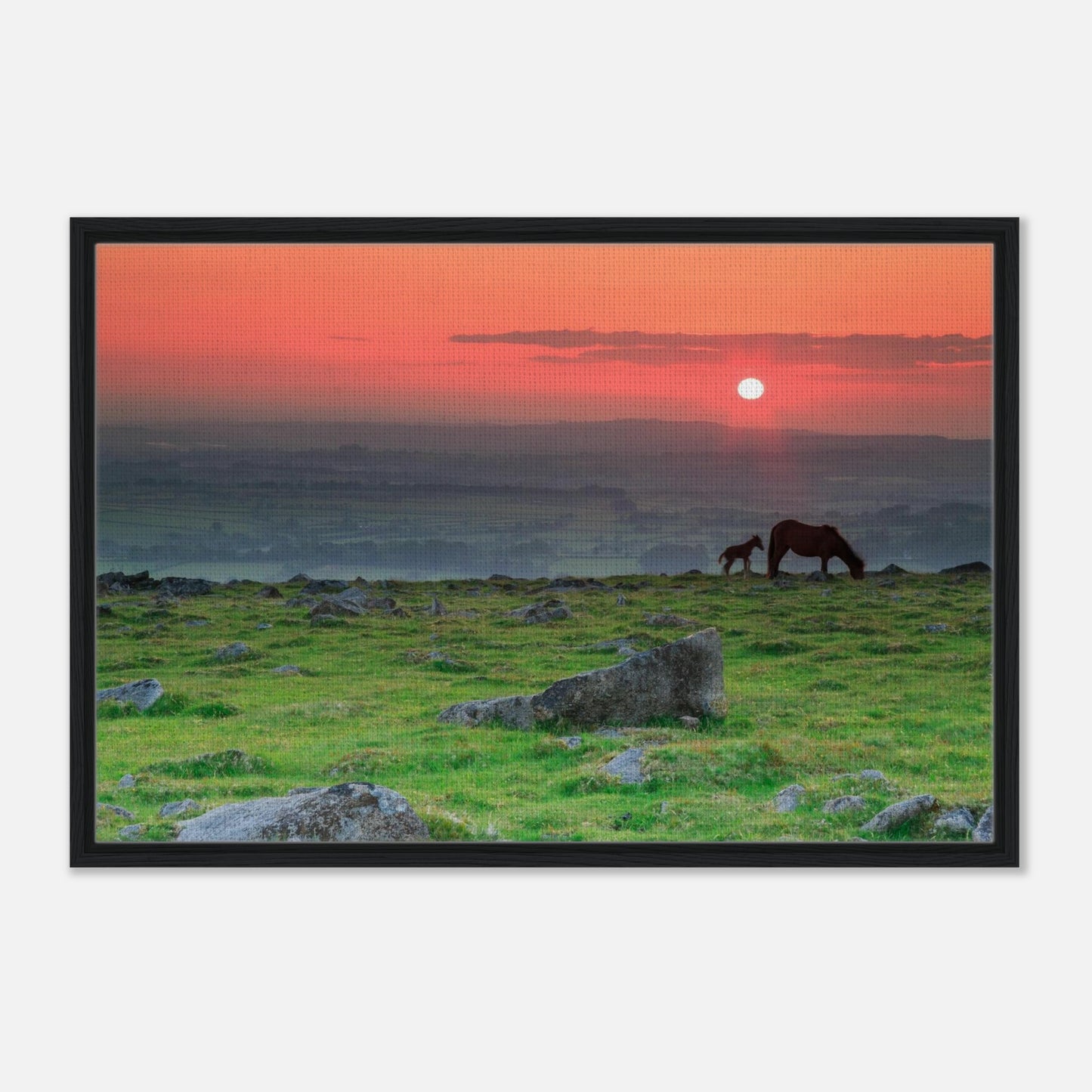 Dartmoor National Park canvas with grazing horses in twilight