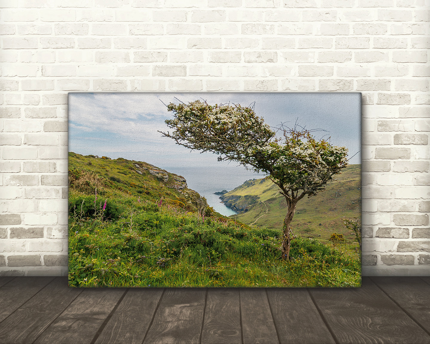 Digital download of East Soar Devon windswept tree on cliff