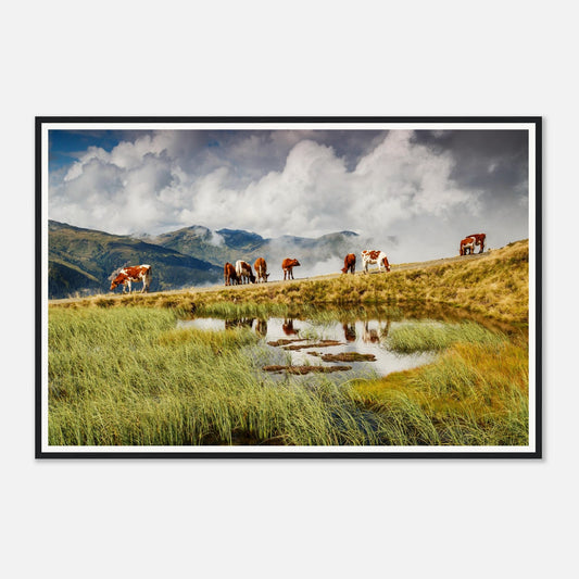Herd of cows in lush alpine field at Resterhöhe framed print