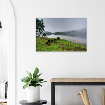 Mossy log leading into misty Burrator Reservoir landscape