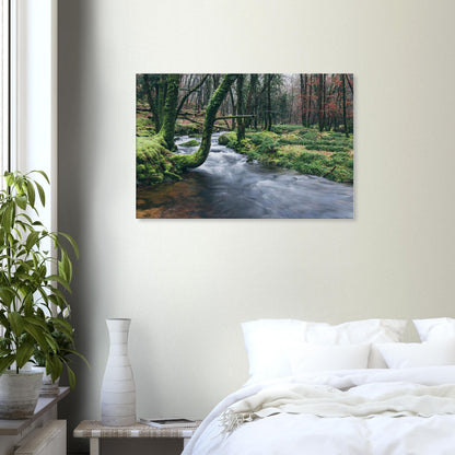 Peaceful forest stream scene in Dartmoor with glowing greenery and tranquil water