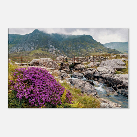 Snowdonia landscape featuring blooming heather and mountain stream