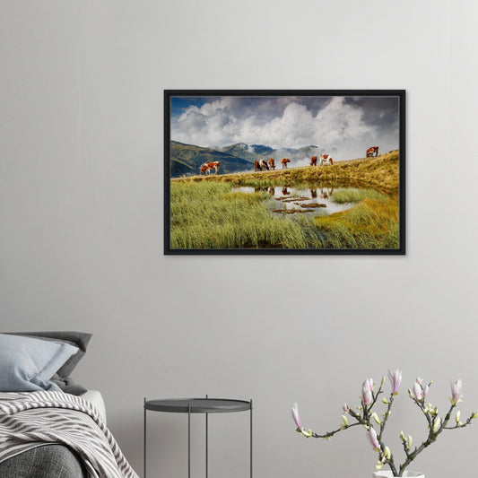 Framed canvas of grazing cows at Panoramabahn, Austrian Alps