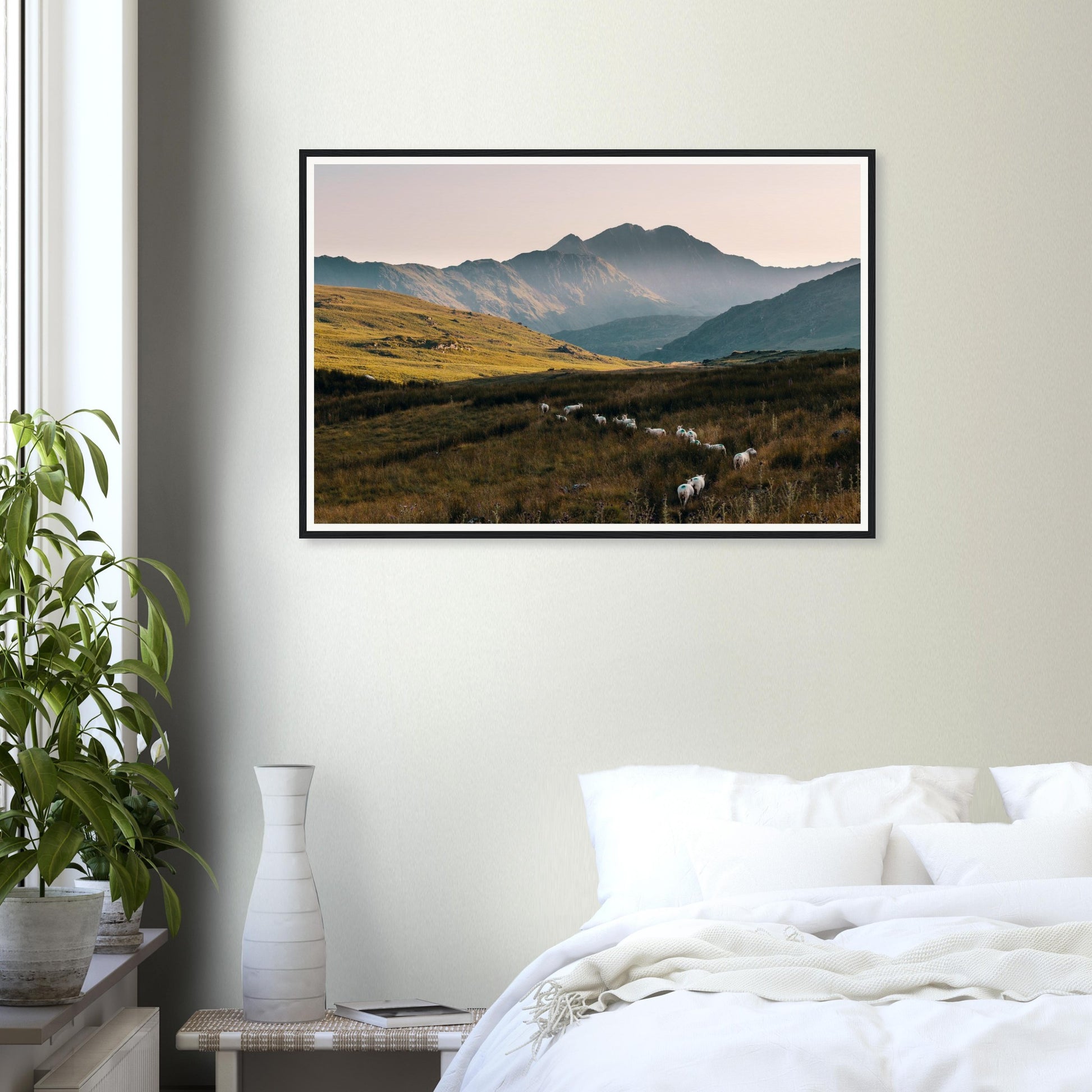 Framed print of Snowdonia hills and sheep in evening glow