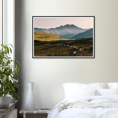 Framed print of Snowdonia hills and sheep in evening glow