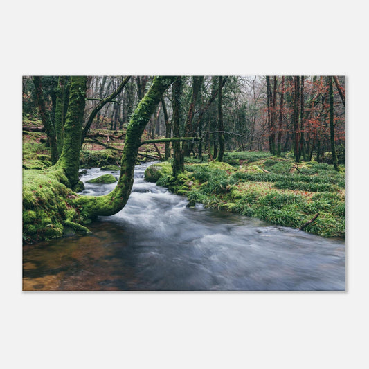 Moody Dartmoor forest scene featuring the River Meavy gently coursing through mossy trees