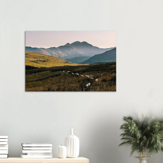Snowdonia sunset canvas print with golden hills and sheep