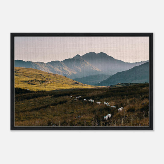 Sheep grazing in Snowdonia National Park artwork