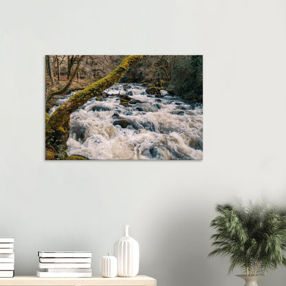 Dartmoor’s River Plym flowing with power beneath mossy branches and leafy canopy