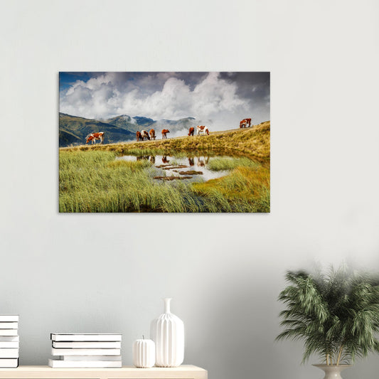 Canvas print of cows grazing in an alpine meadow at Resterhöhe, Austria, with their reflections in a clear pond and misty mountains beyond.