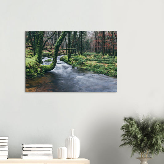 Canvas print of the River Meavy winding through moss-covered woodland in Dartmoor National Park