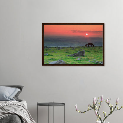 Canvas print of Dartmoor’s iconic ponies in golden light