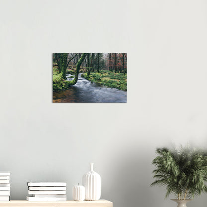 Mossy Dartmoor woodland with reflective river and graceful overhanging trees