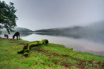 Riverscape, Burrator Reservoir, Dartmoor