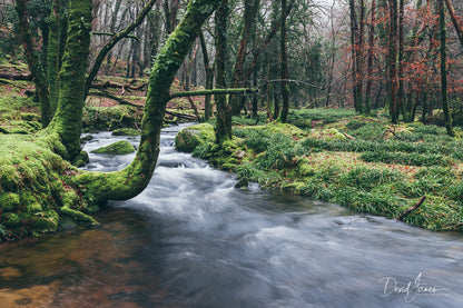 Riverscape, River Meavy, Dartmoor National Park