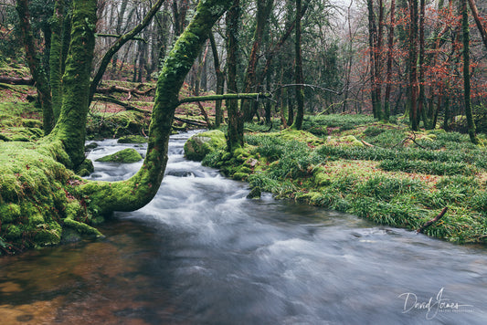 Riverscape, River Meavy, Dartmoor National Park