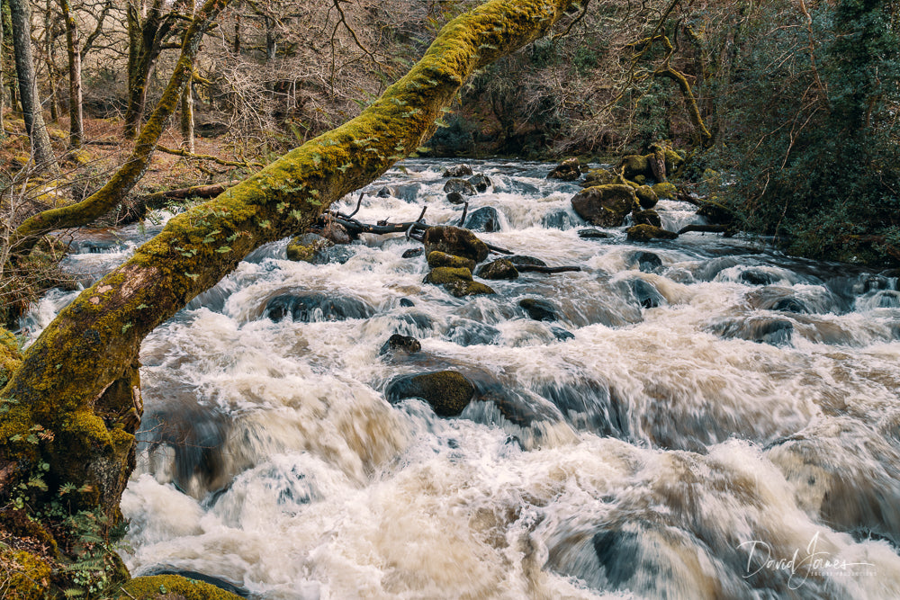 Riverscape, River Plym, Shaugh Prior, Dartmoor National Park