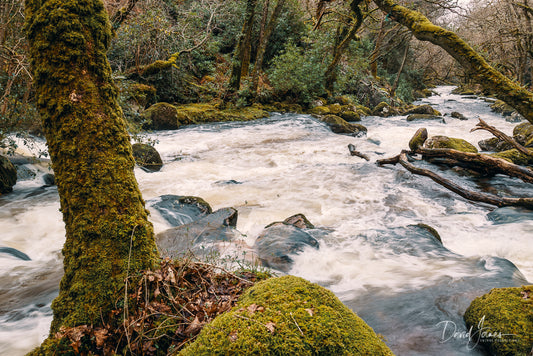 Riverscape, River Plym, Shaugh Prior, Dartmoor National Park